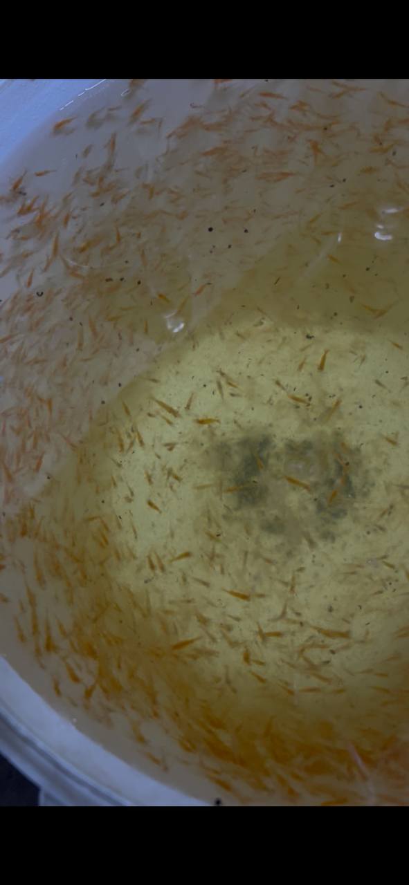 Інкубаційна лабораторія Macrobrachium rosenbergii
